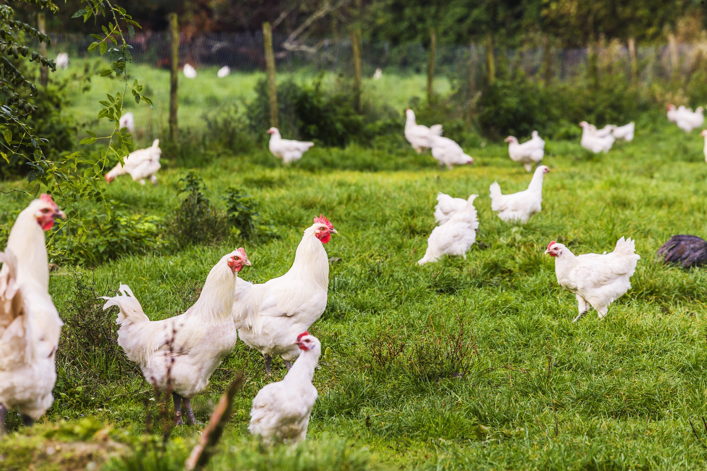 Isabelle redde 210 kippen van de slacht: ‘Ik kan er niet tegen dat we hen nog altijd zo slecht behandelen’