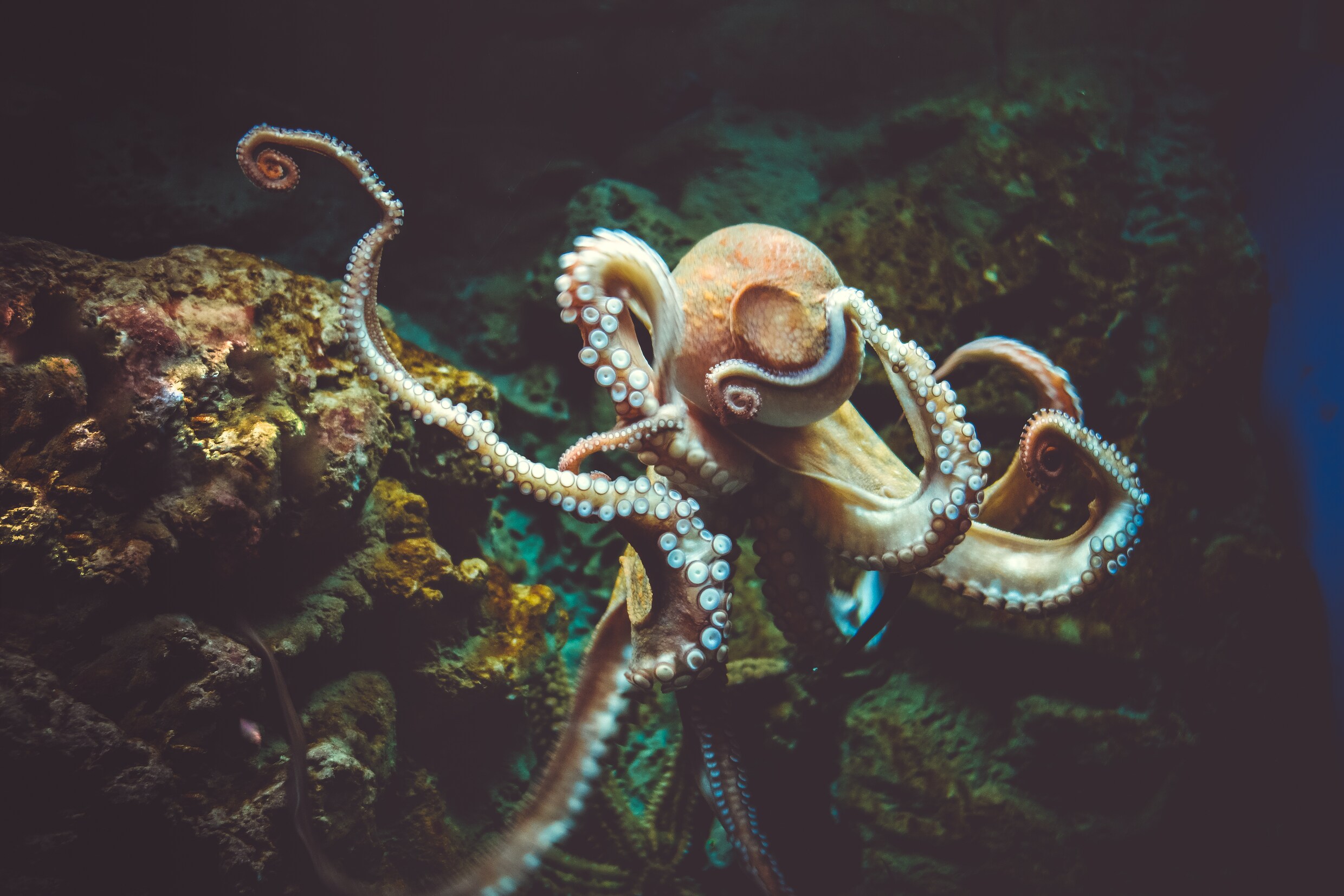 Het geheim van de intelligente octopus? ‘Hun grote diversiteit aan ...