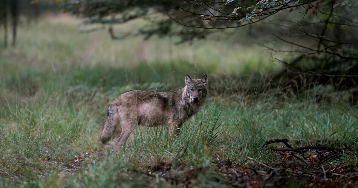 Wolf valt Nederlandse schapenboer aan, politie schiet wolf dood