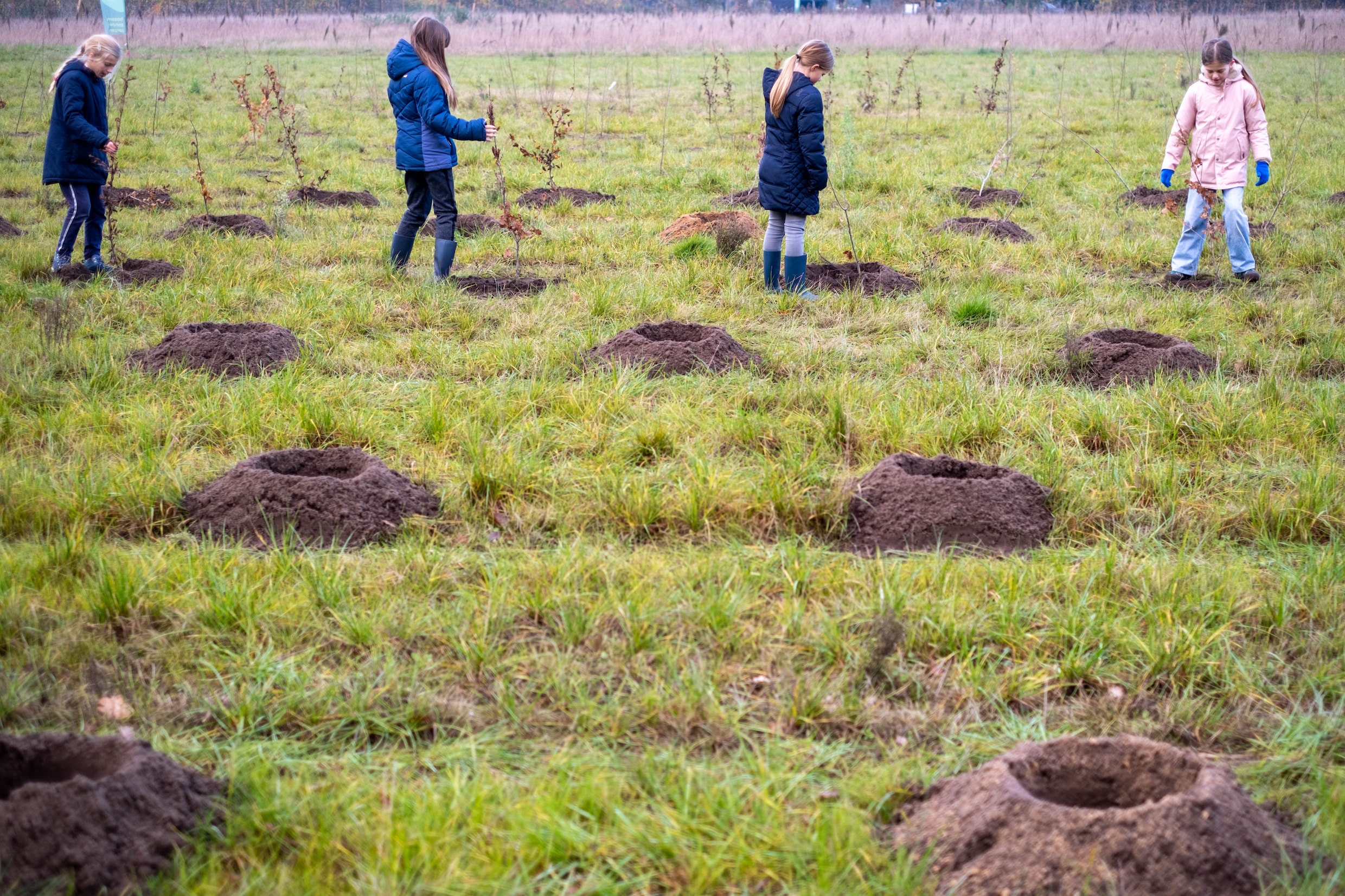 waarom-we-beter-geen-bomen-planten-de-morgen