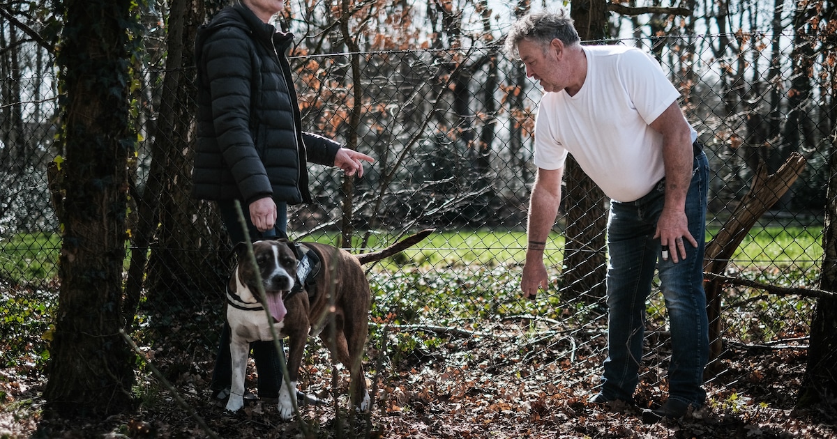 Te Veel Is Te Veel Everzwijn Is Aan Een Opmars Bezig In Vlaanderen