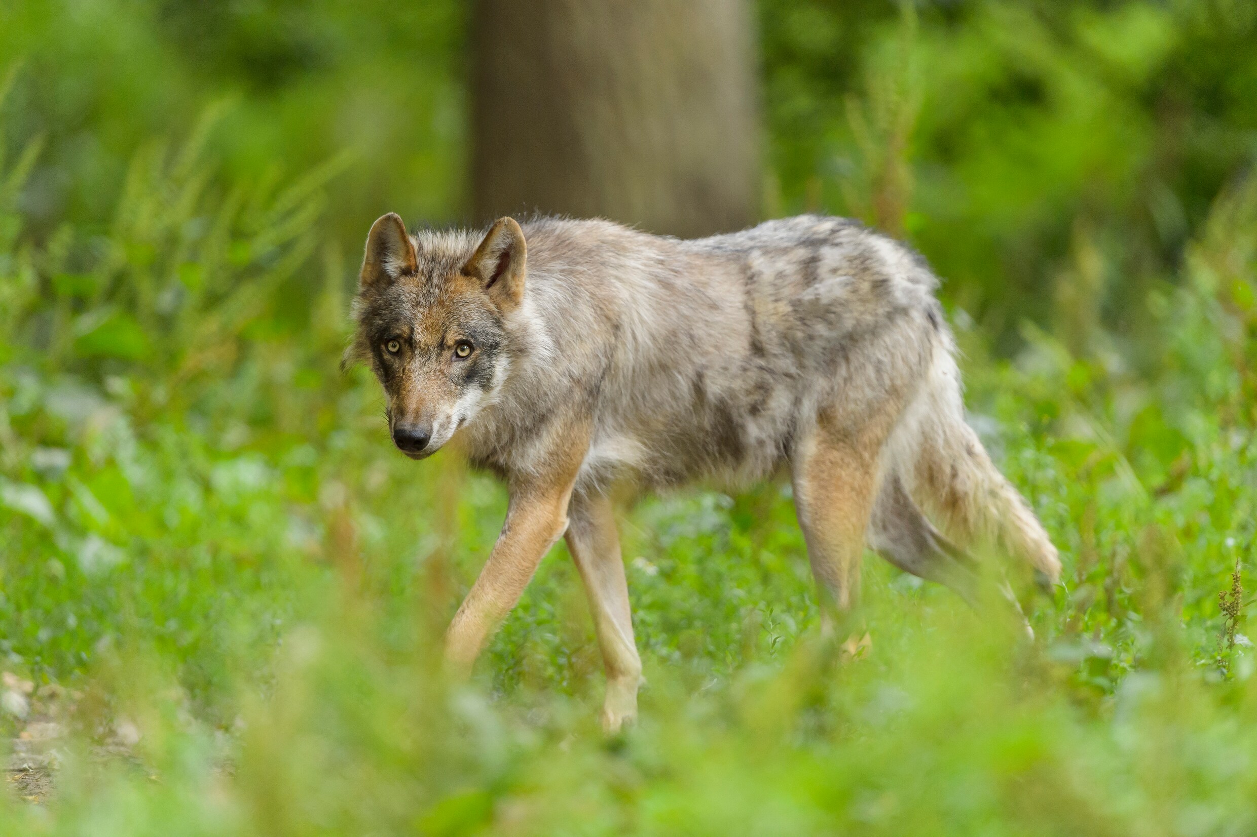 Nu Europa zich tegen de wolf keert: ‘Von der Leyens pony is gedood door een wolf’