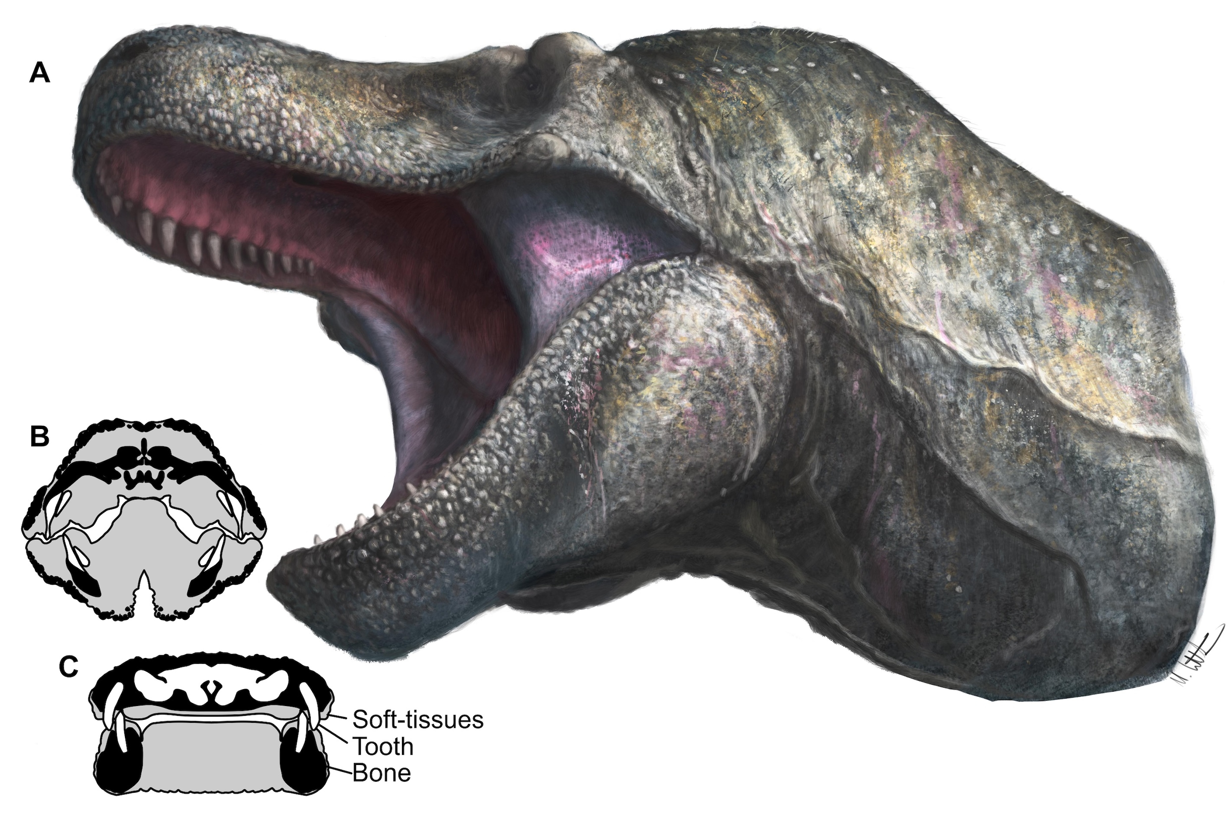 Dan toch geen grote ontblote tanden? Nieuw onderzoek geeft T. rex weer ...