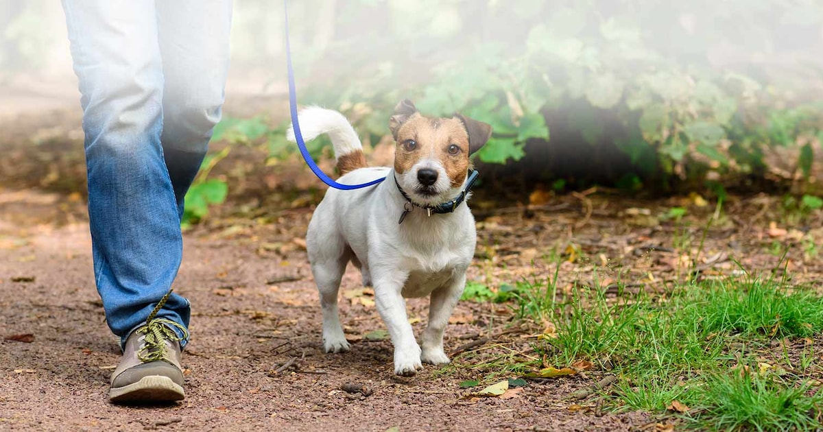 Elke Dag Op Wandel Met De Hond Zo Doe Je Dat Veilig De Morgen