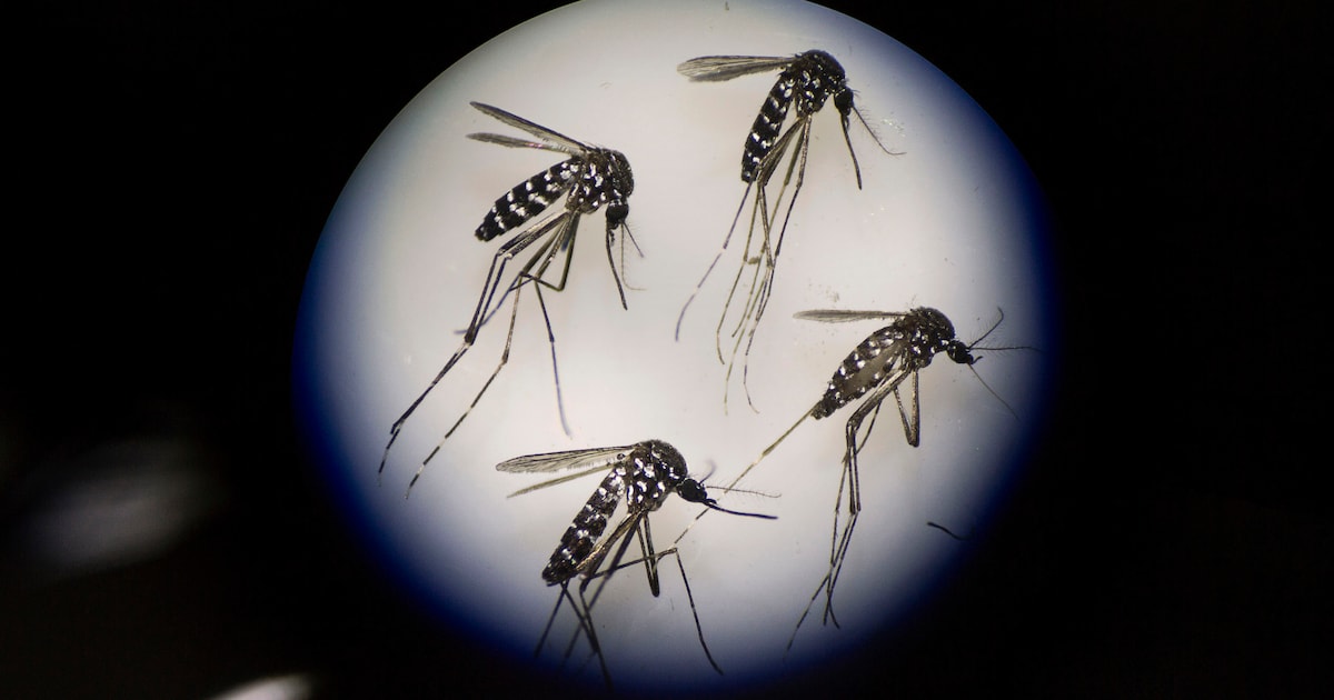 Paris mène « pour la première fois » une campagne de lutte contre le moustique tigre après deux cas de dengue