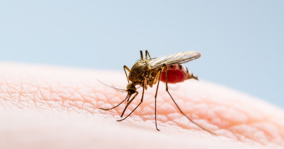 Nederland telt 18 besmettingen met westnijlvirus bij mensen, in België voorlopig alleen dieren besme