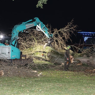 Stad Gent schuldig aan onopzettelijke doding van twee mensen tijdens storm Ciarán door gebrekkig bomenbeleid