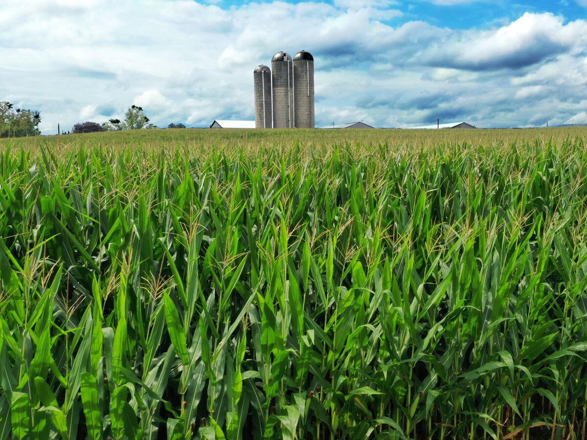 Genetisch gemodificeerde gewassen zijn geen oplossing voor  klimaatverandering, wat de biotechindustrie ook mag beweren | De Morgen