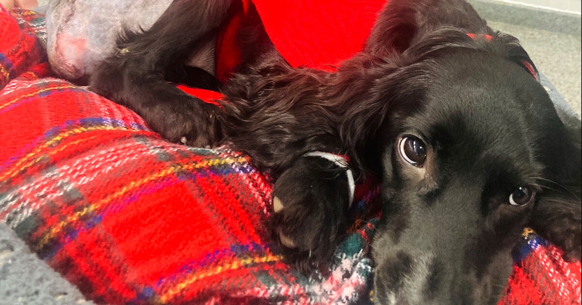 Hond met zes poten na inzamelingsactie succesvol geopereerd De