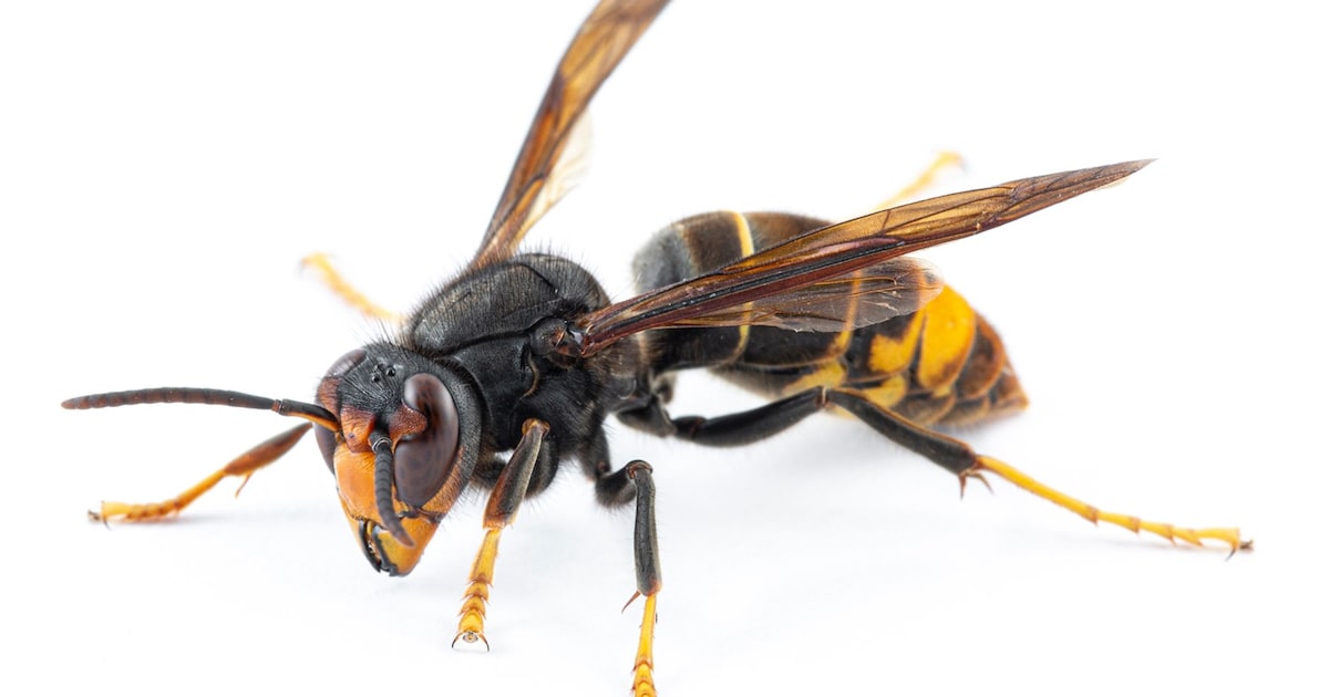 Zeeland geeft bestrijding van de Aziatische hoornaar op, hoe zit dat bij ons? ‘Uitroeiing is niet mo