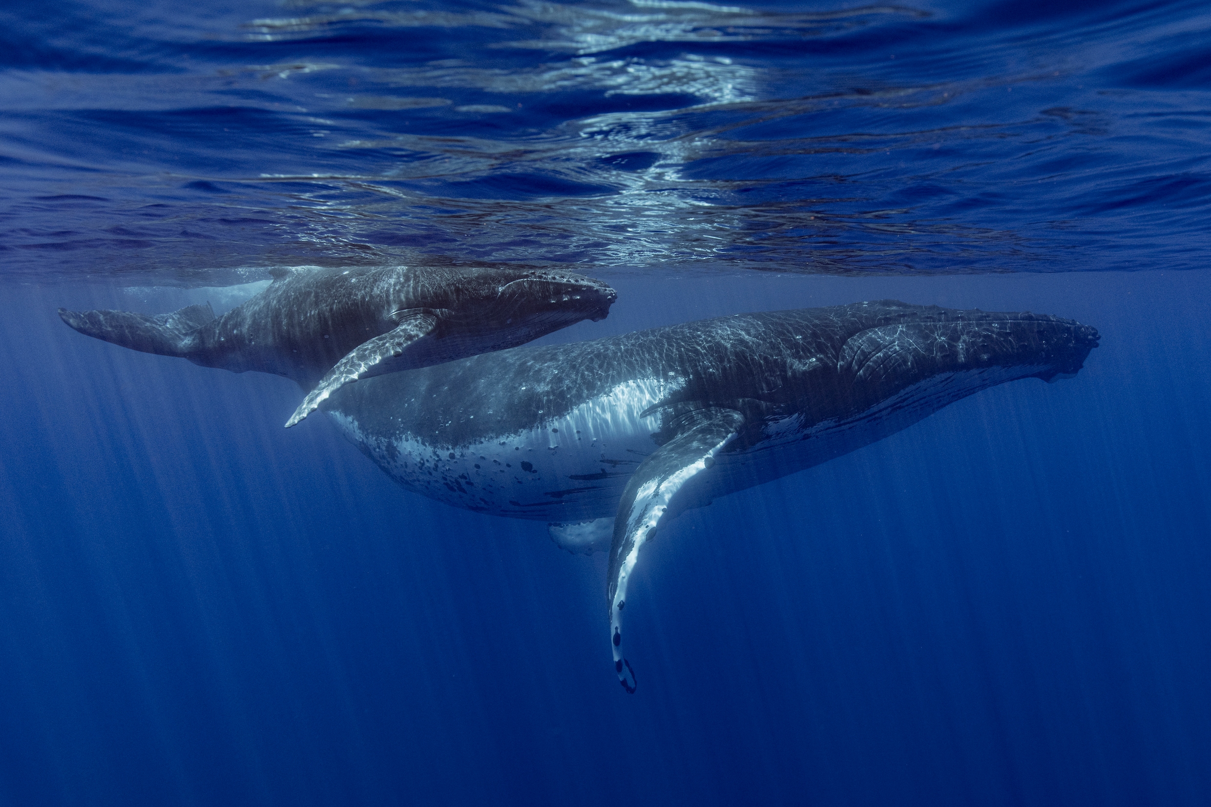 Wetenschappers ontrafelen mysterie achter walvisgezang: ‘Baanbrekend’