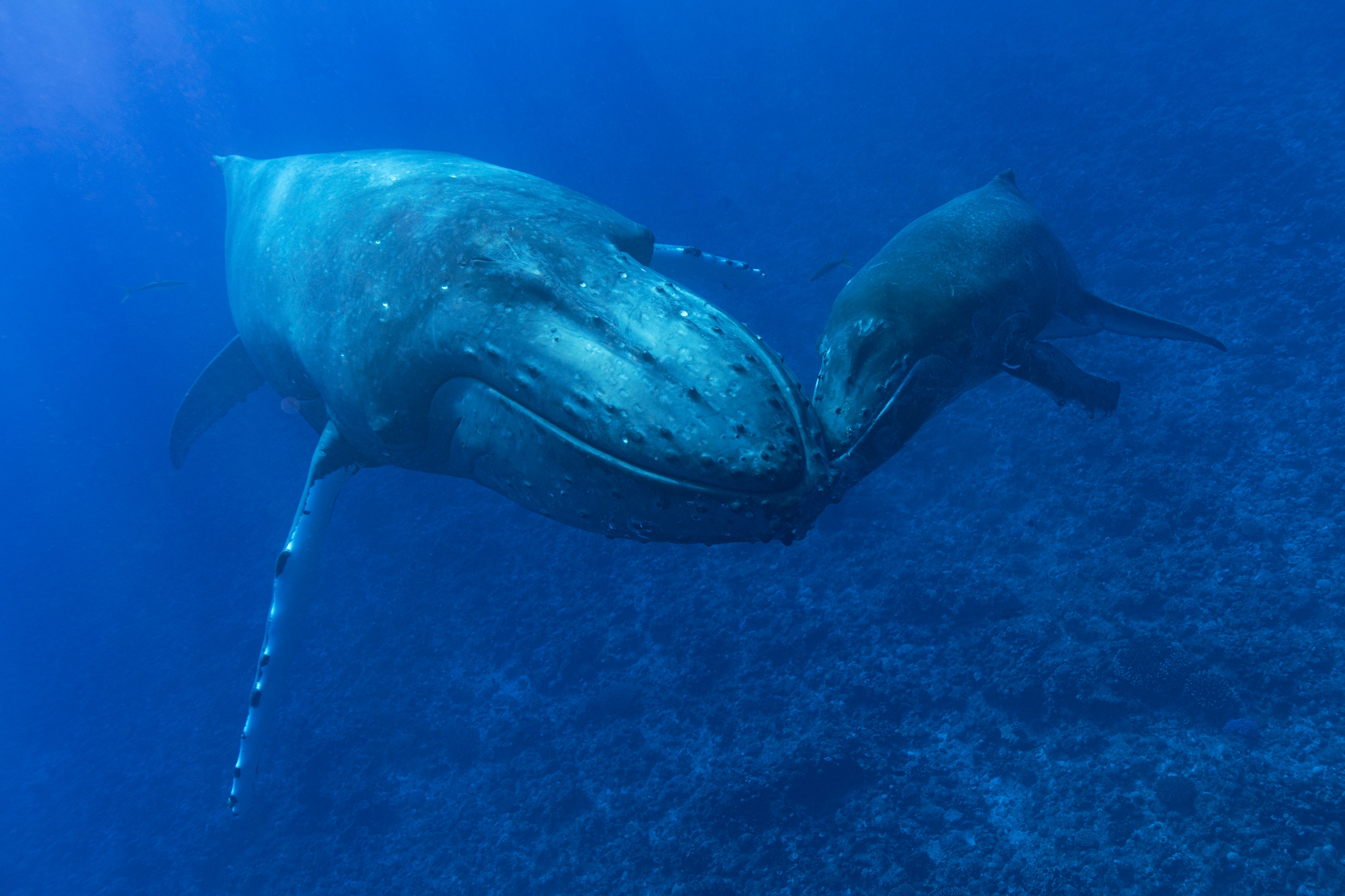 Wetenschappers ontrafelen mysterie achter walvisgezang: ‘Baanbrekend’
