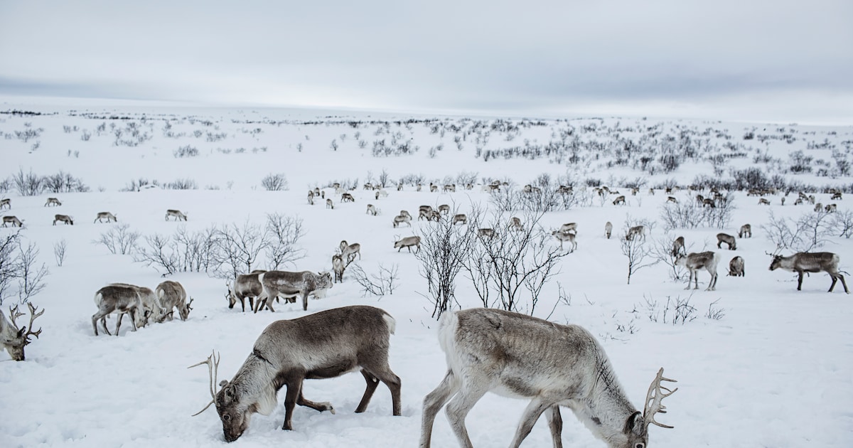 Norge kommer til enighet med samiske gjetere om reinsdyruvennlige vindmøller