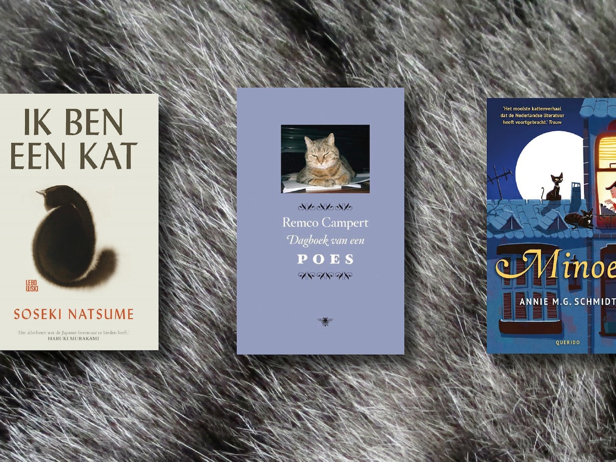Boekenkasten vol katten: waarom schrijvers én lezers in de ban van poezen  blijven | De Morgen
