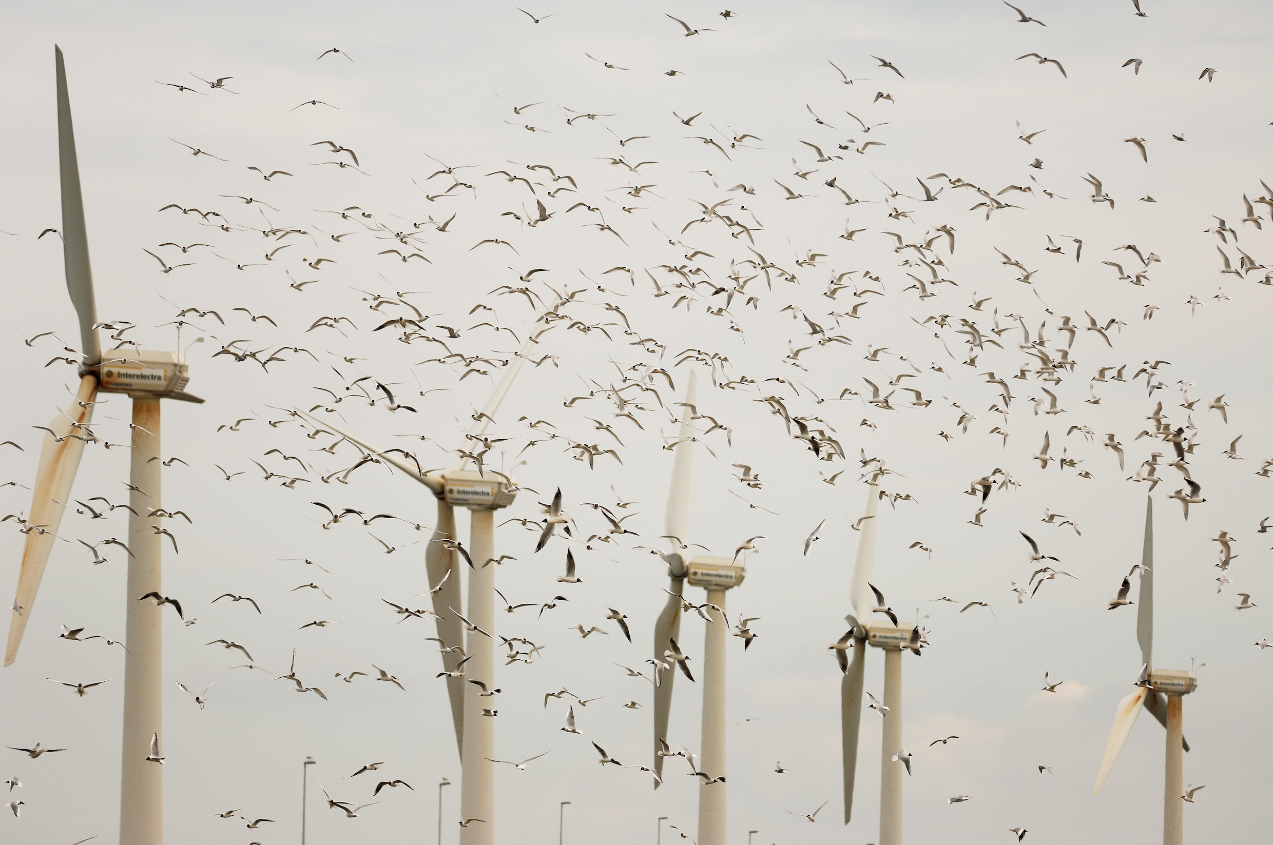 Eneco dingt niet mee naar de bouw van een nieuw Nederlands windpark: heeft groene stroom zijn beste tijd gehad?