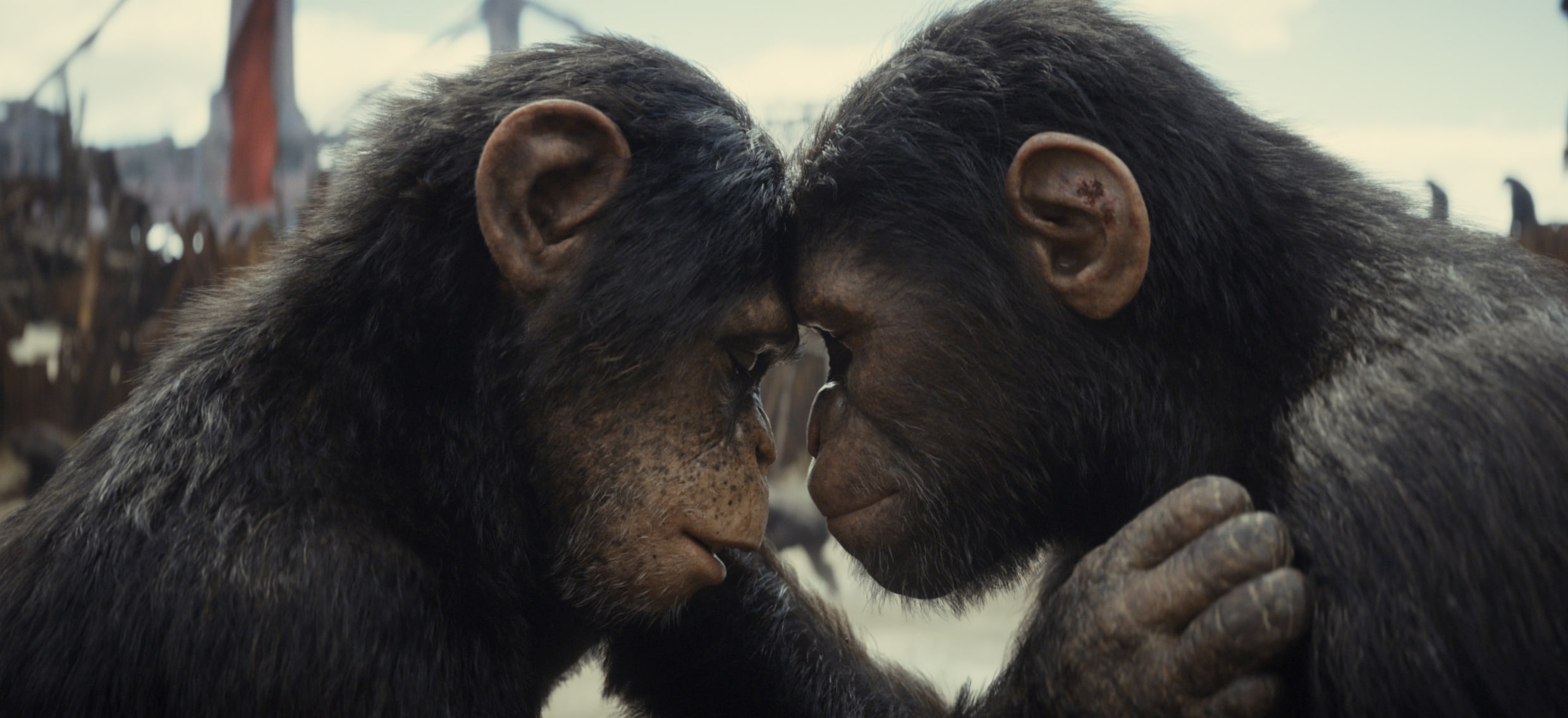Wie aapt wie na? Hoe ‘Planet of the Apes’ filmapen nieuw leven inblies