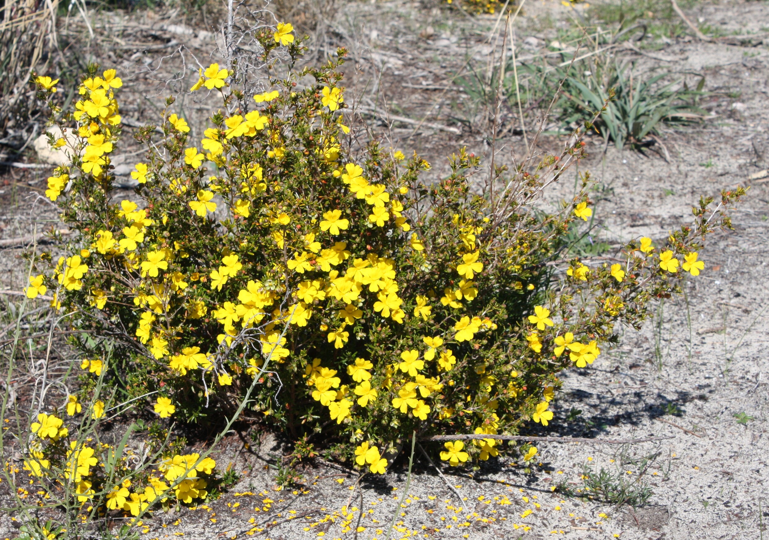 Opmerkelijke ommekeer: biologen willen af van woord ‘kaffer’ in de ...