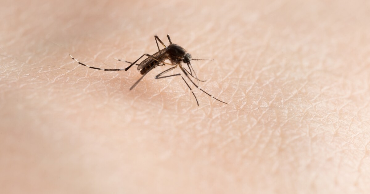 Ook in Europa duikt het Oropouche-virus op: ‘De mens trekt steeds ...