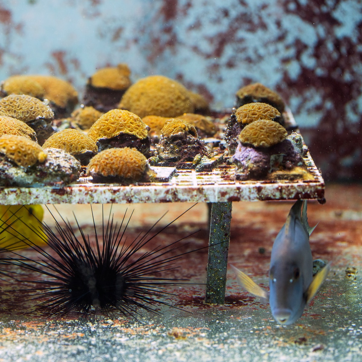 Grappige Kat In Een Opblaasbare Boot Met Een Hengel Die Vissen Vangt In Een Groot Aquarium Met Koralen 34179244