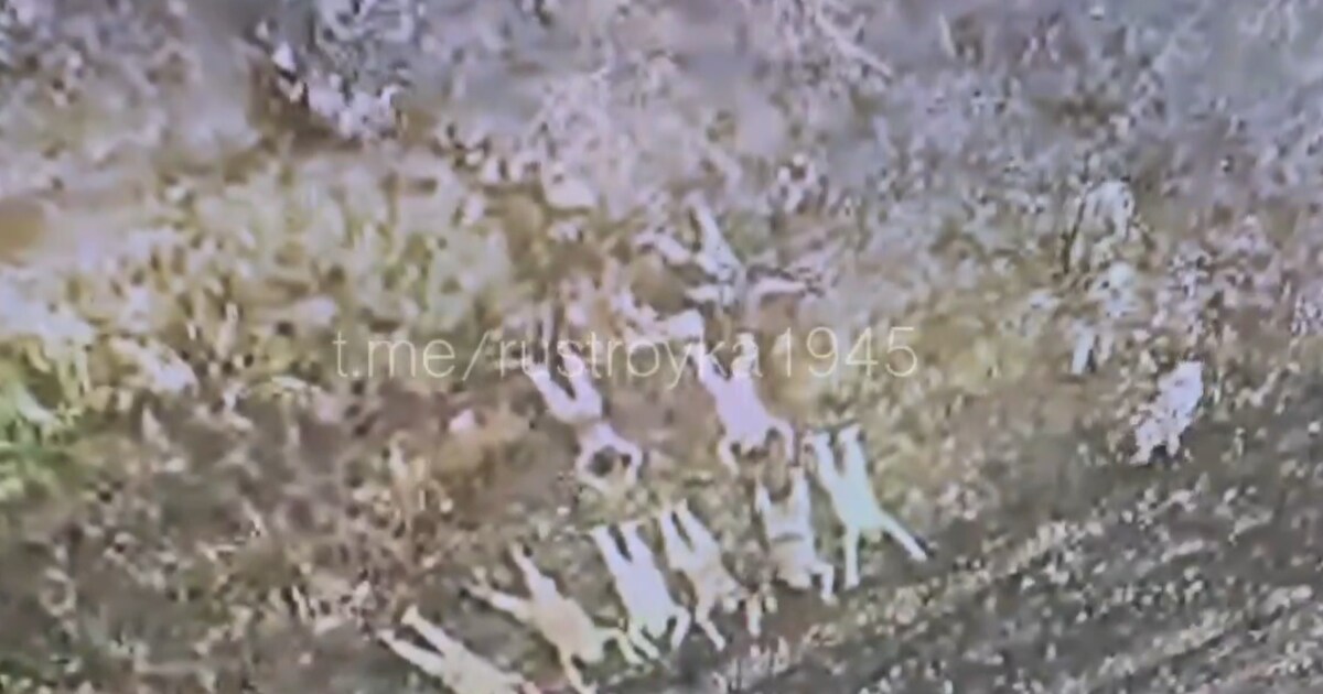 Live - Oekraïne beschuldigt Rusland krijgsgevangenen te doden • Zelensky: ‘Krim op diplomatieke mani