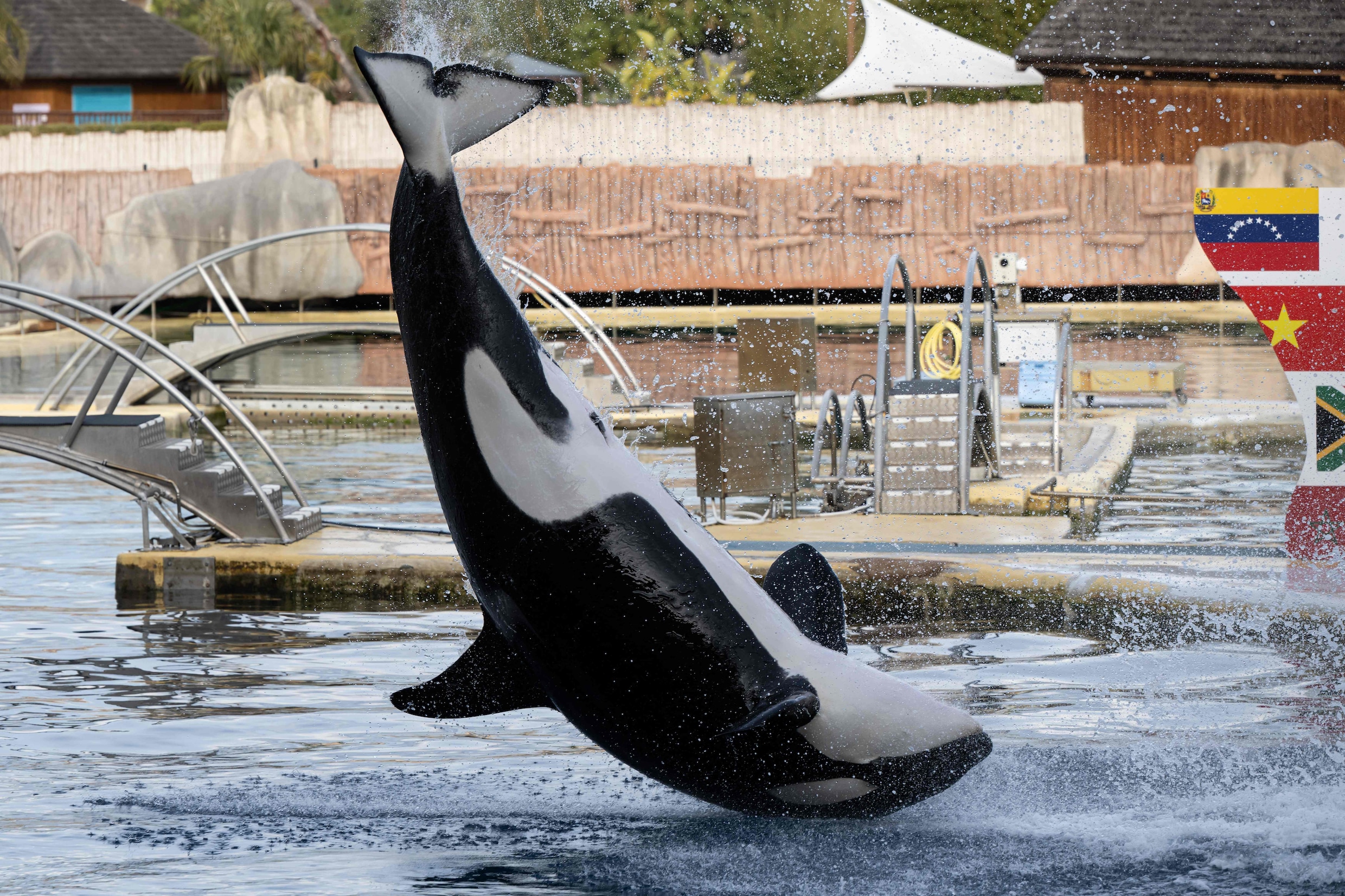 Een orka treedt op in het mariene themapark Marineland in Antibes, Zuidoost-Frankrijk, op 2 januari 2025.