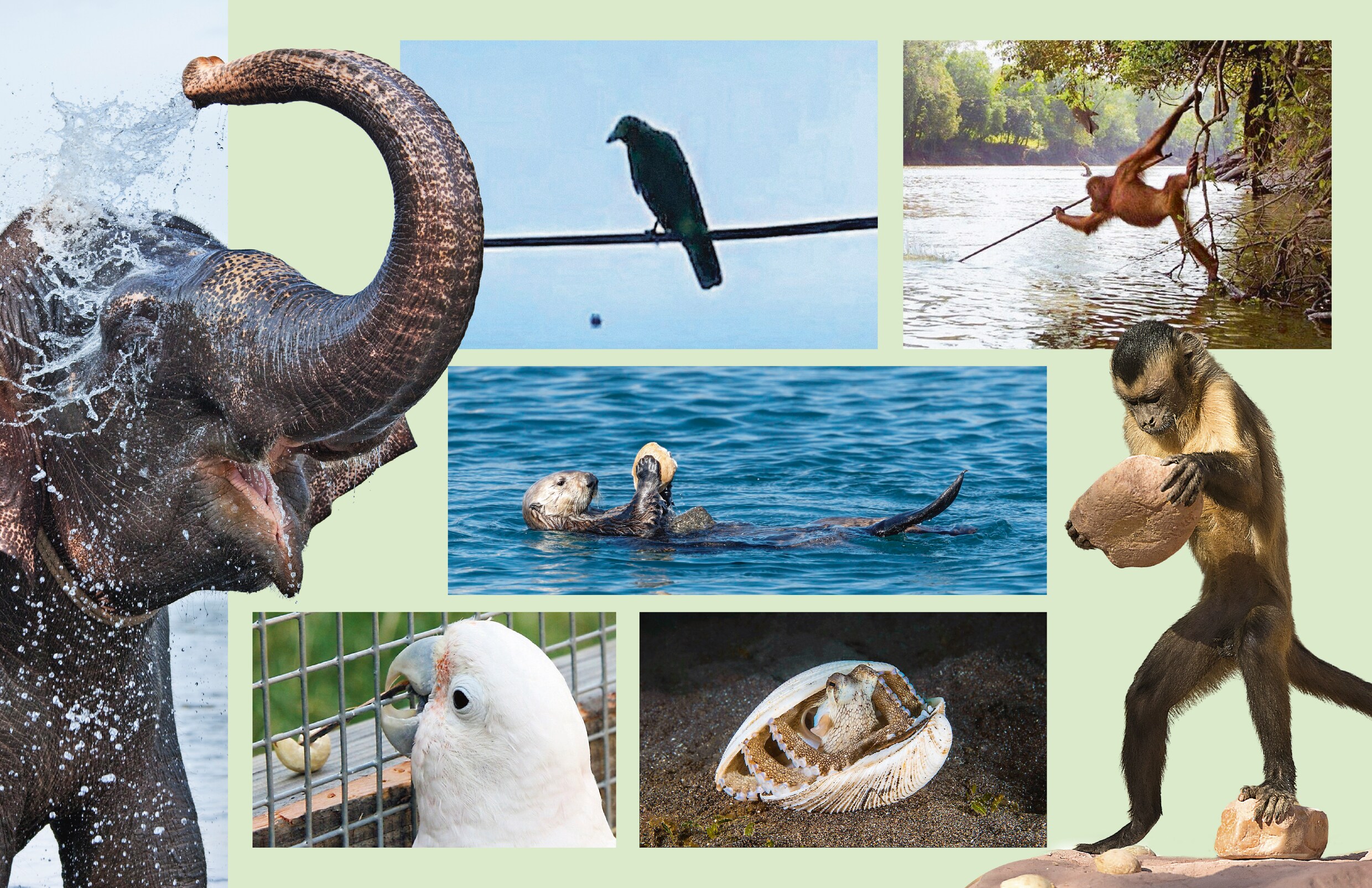 OLIFANTEN MAKEN VLIEGENMEPPERS EN ORANG OETANS GEBRUIKEN STOKKEN intelligence overview