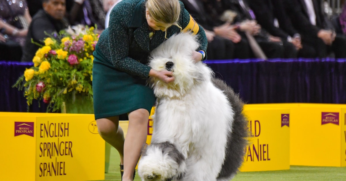 Hoe bepalend is het ras van je hond voor zijn gezondheid en gedrag?