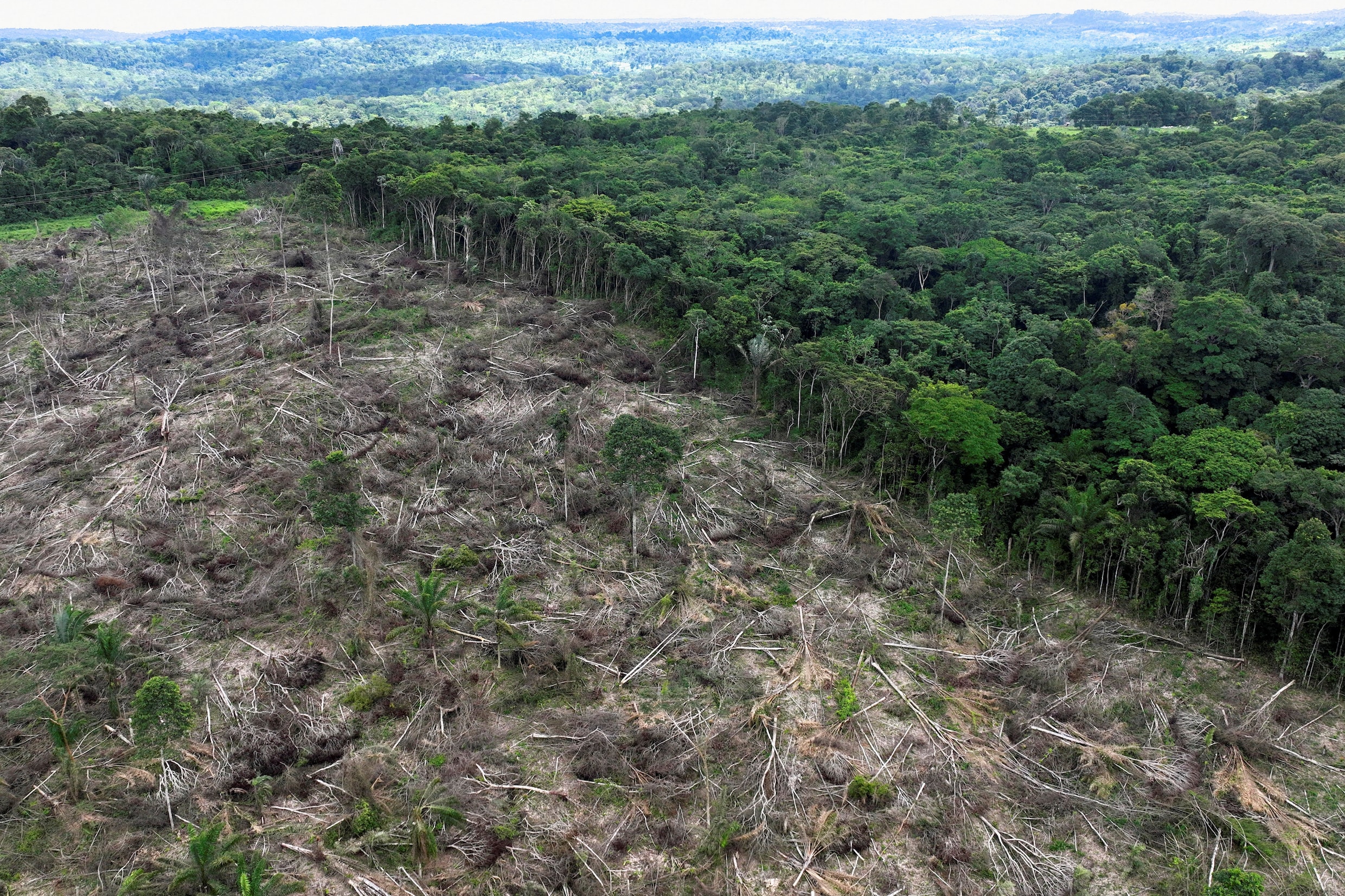 Deel Amazonewoud gekapt... voor een snelweg naar de klimaattop in ...