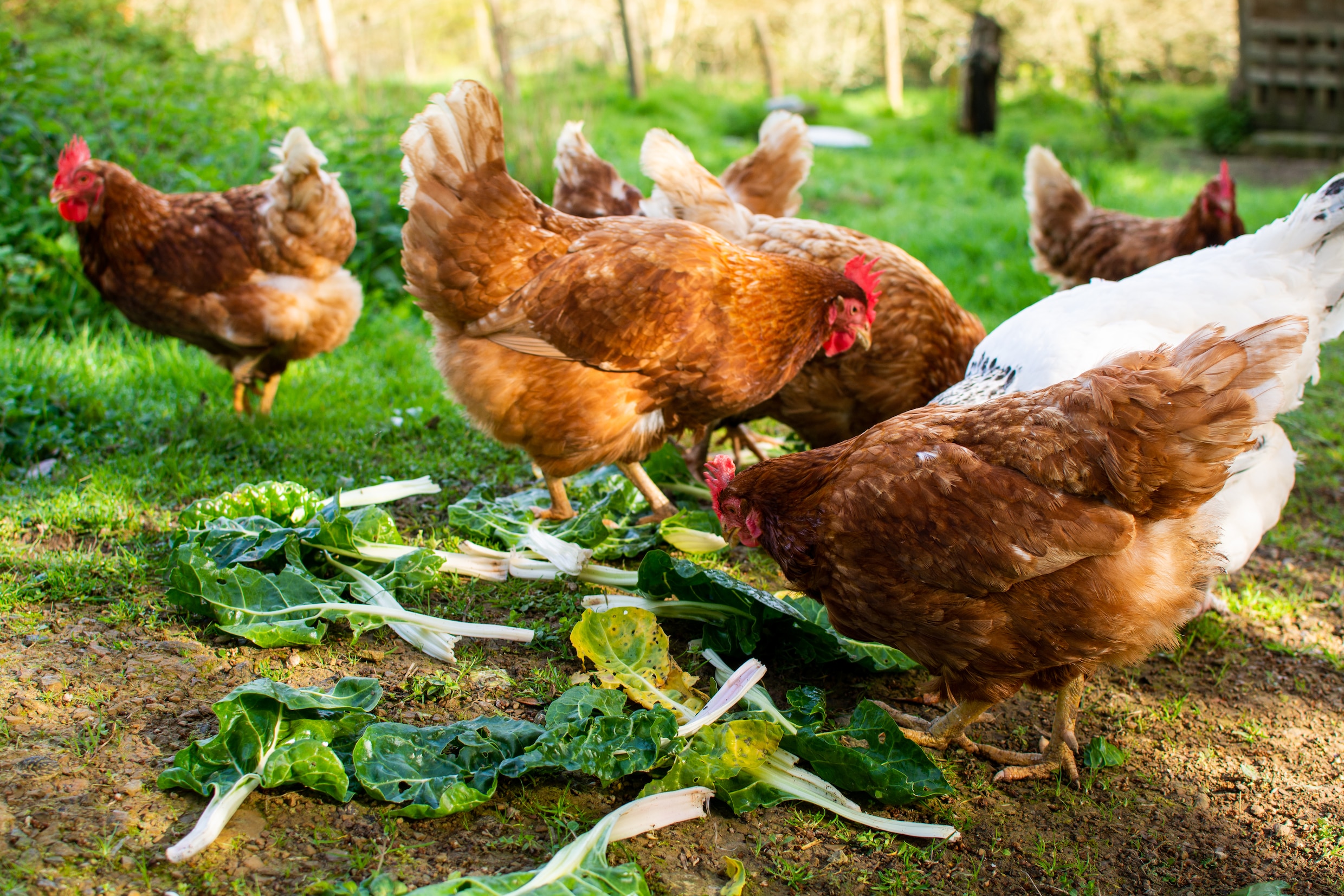 Kringlooptuinieren voor beginners: ‘Een kip in je tuin vreet jaarlijks ...