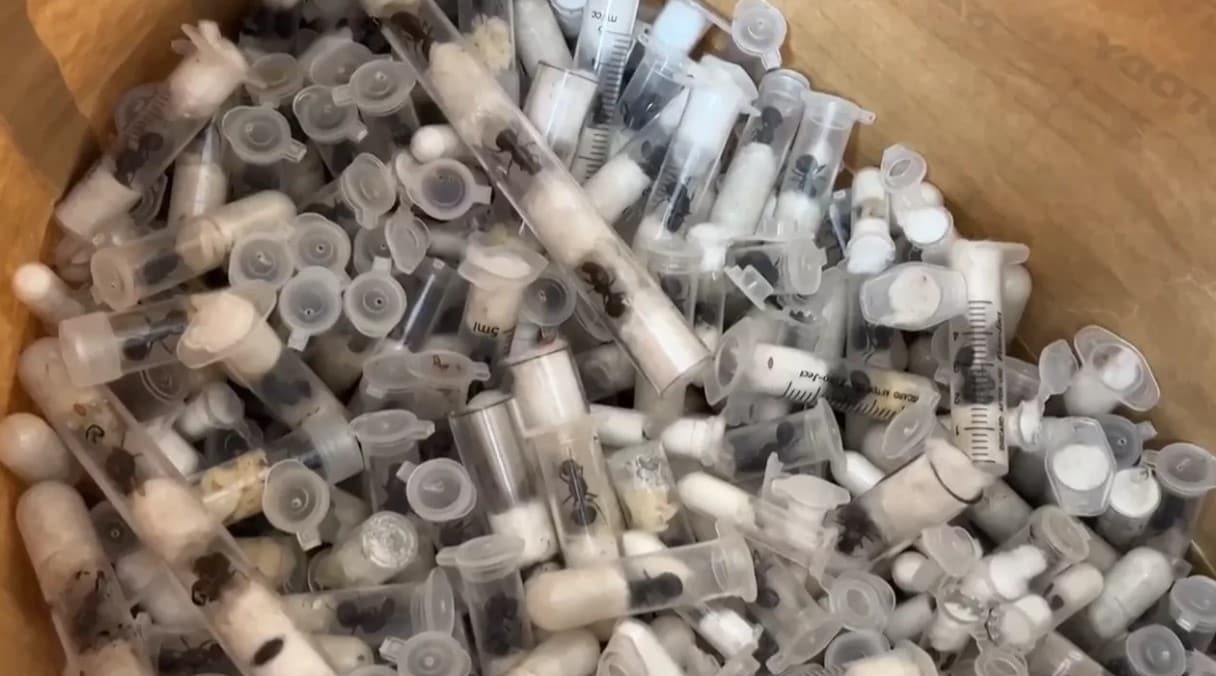 Tot 200 euro voor een levende koningin van de ‘droomsoort’: waarom zijn ...