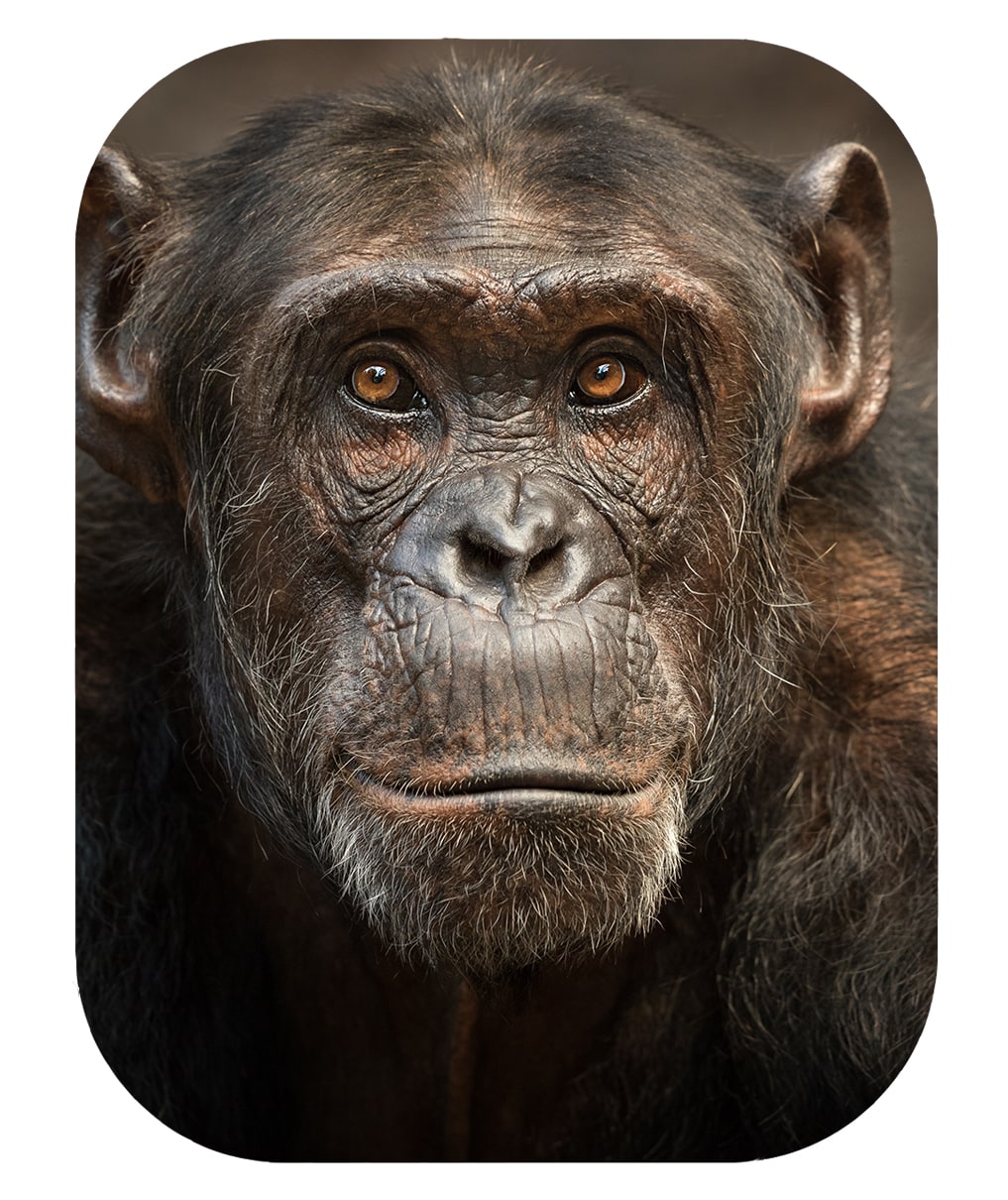 EHBO in het dierenrijk: hoe chimpansees aan wondverzorging doen en muizen  een soortgenoot reanimeren | De Morgen