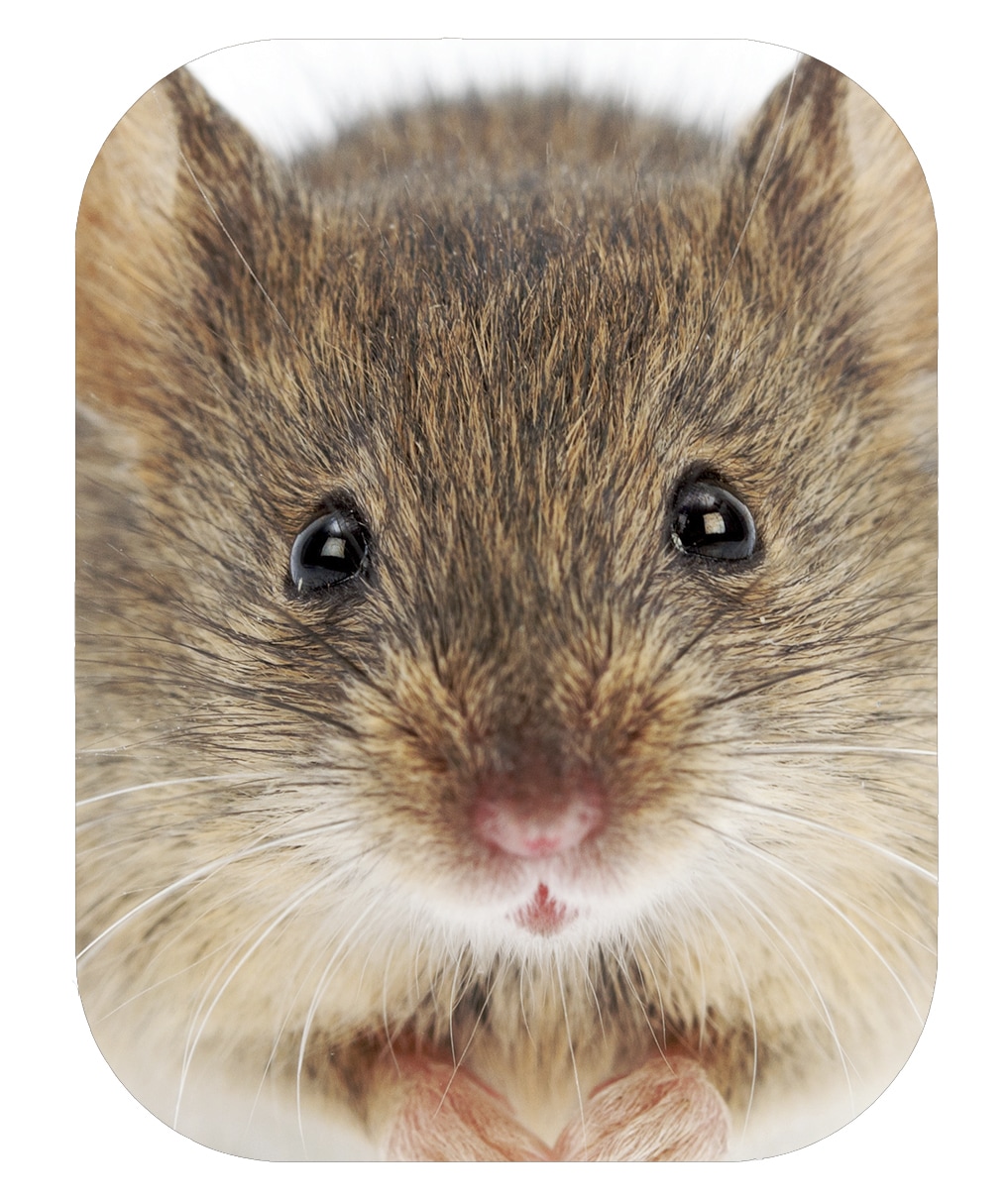 EHBO in het dierenrijk: hoe chimpansees aan wondverzorging doen en muizen  een soortgenoot reanimeren | De Morgen