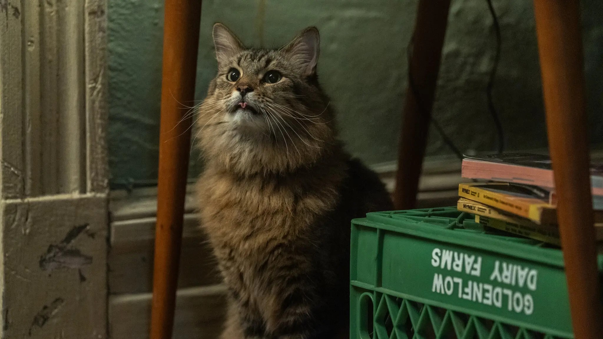 Hoe cast je een kat? ‘Ze staan niet bepaald bekend om hun