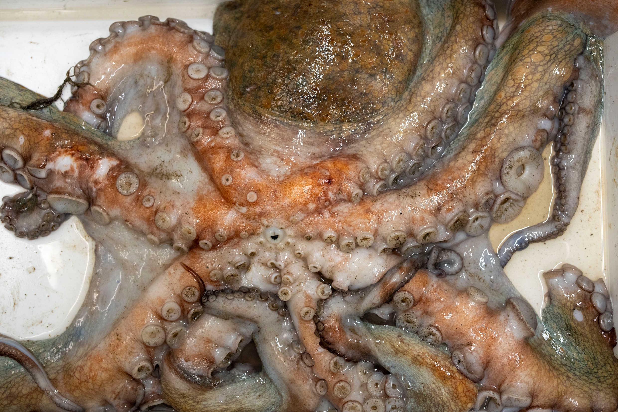 Octopustoename aan Engelse kust brengt visvangst in moeilijke wateren ...