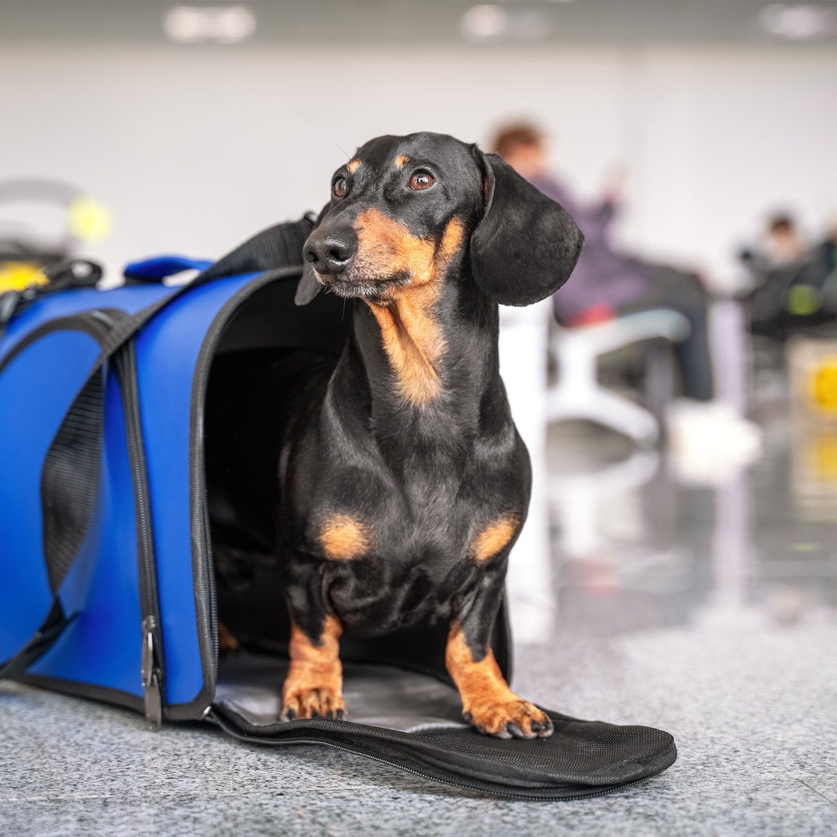 Tecageaon Pet Carrier - Luchtvaartmaatschappij Goedgekeurde Kat & Hond Carrier voor Middelgrote & Kleine Katten, Puppies & Kittens - Blauw