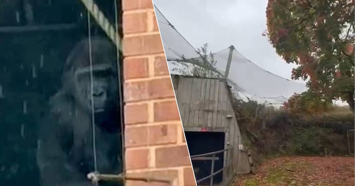 ? Britse ‘urban explorers’ vinden eenzame gorilla’s terug in gesloten dierentuin Bristol
