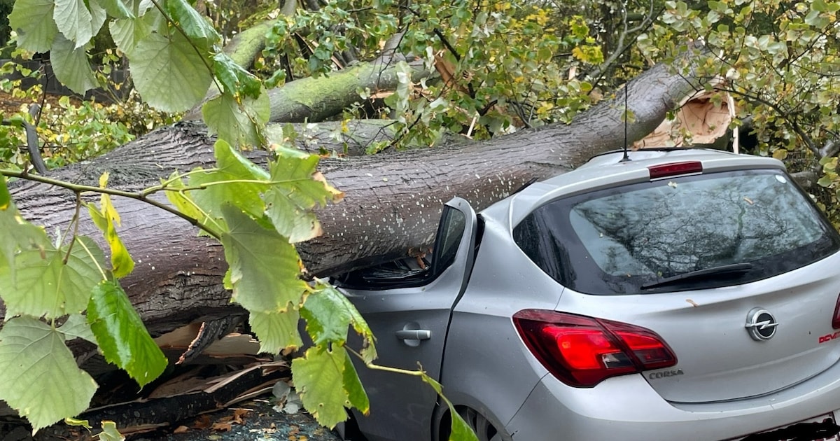 Live - Storm Benjamin veroorzaakt op verschillende plaatsen schade: omgevallen bomen op auto's, dak supermarkt losgerukt | De Morgen