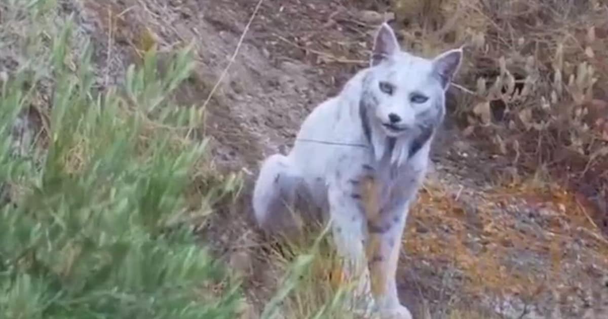 Spaanse natuurfotograaf legt zeldzame witte Iberische lynx op beeld vast