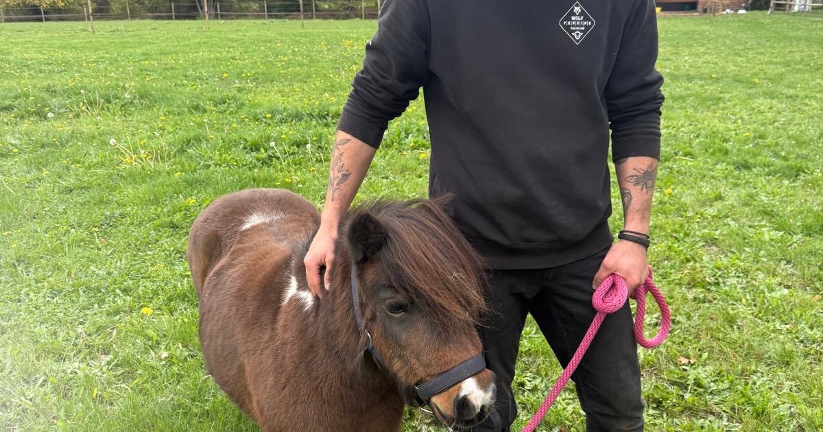 ‘De wolf mag er zijn maar hij moet van onze dieren blijven’: steeds meer aanvragen voor wolfwerende 