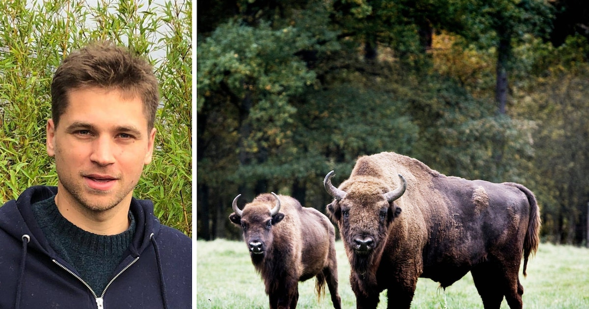 Bizons worden in 2027 uitgezet in Nationaal Park Bosland: ‘We moeten alles uit de kast halen om onze