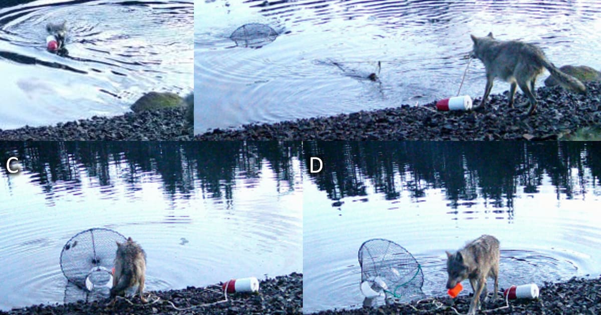 Canadese kustwolf haalt krabval leeg in minder dan drie minuten: eerste bewijs dat ook wolven ‘geree
