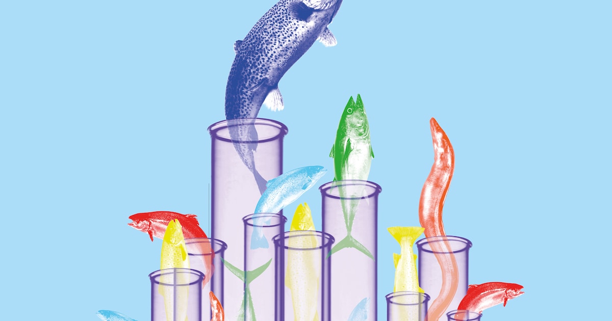 ‘Eigenlijk proberen we hier vis te brouwen’: hoe Wageningse wetenschappers werken aan zeevoedsel uit