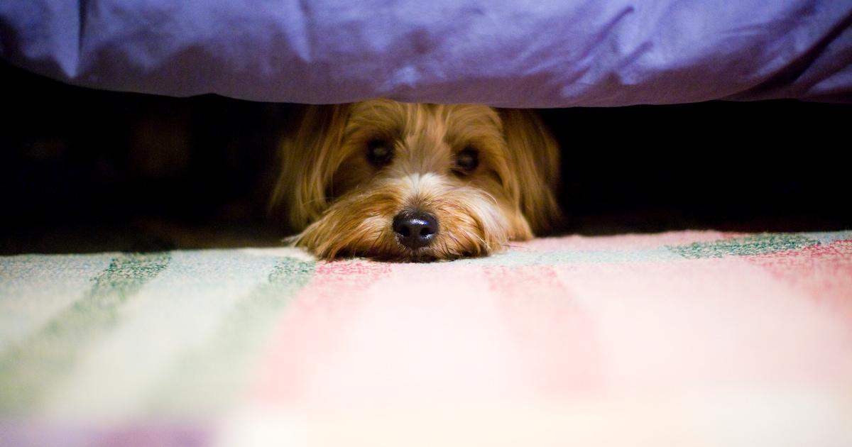 Hoe help je je huisdier door een knallend oudejaar?