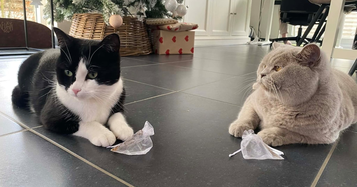 Hotels in de buurt van Schiphol worden op oudejaarsavond toevluchtsoord voor huisdieren