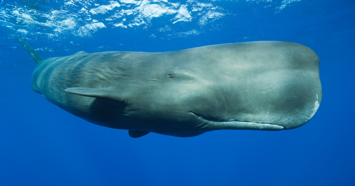 De dieren spraken altijd al, AI probeert nu te vertalen