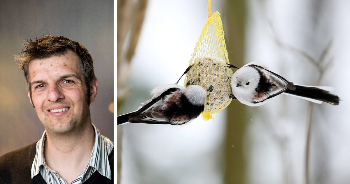 ‘Het is vooral niet nodig om nu water buiten te zetten’: zo help je vogels in dit winterse weer