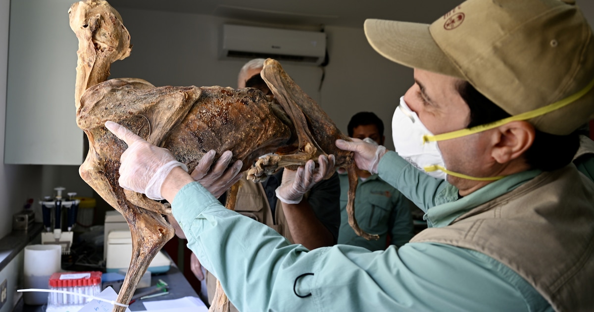 Gemummificeerde cheeta’s in Saudi-Arabische grotten doen dromen van herintroductie dieren