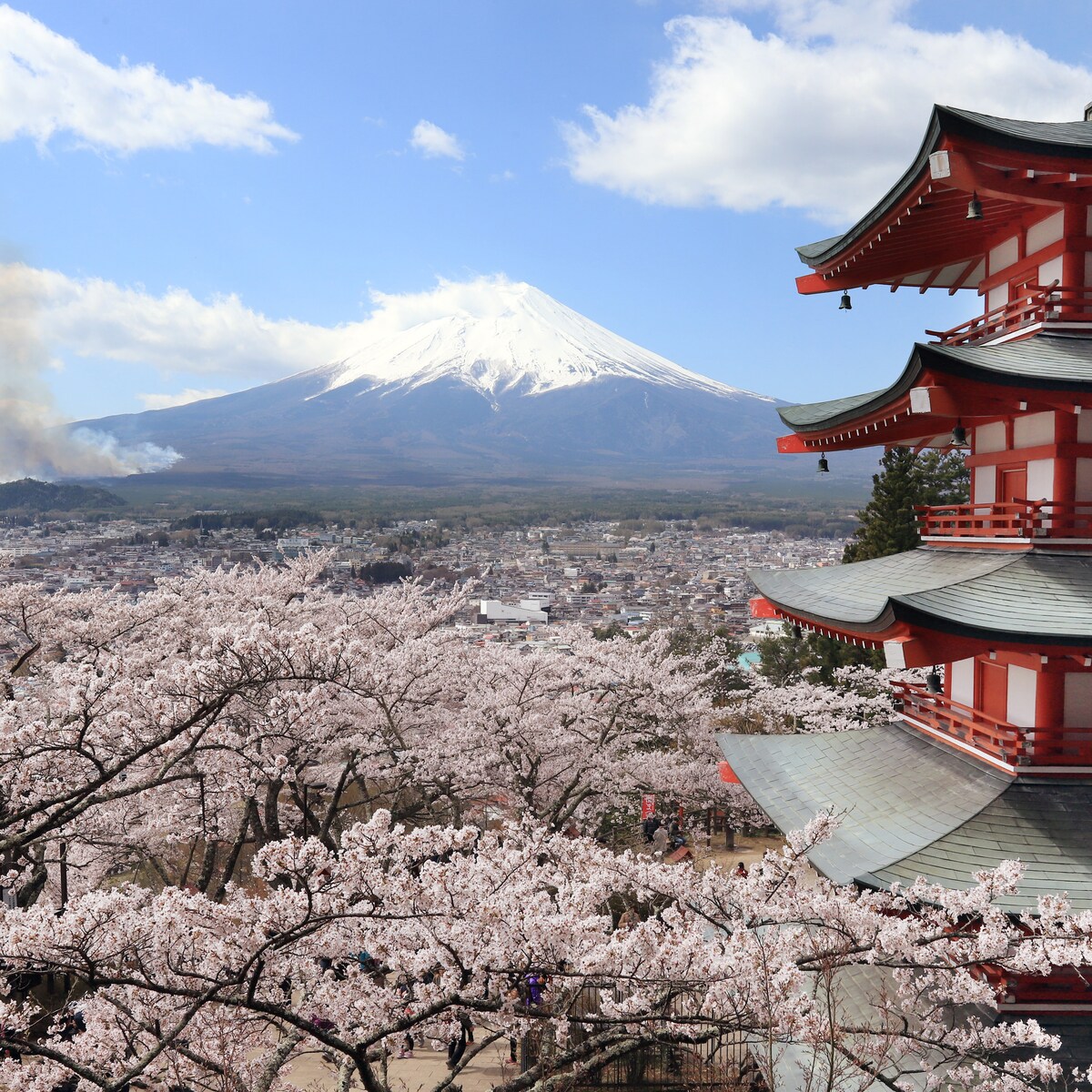 Kersenbloesem in Japan: informatie & tips over sakura 2025
