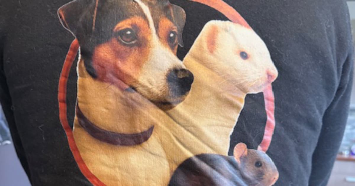 Heel Vlaanderen is vergeven van de ratten: ‘Het is een slimme, sterke tegenstander’