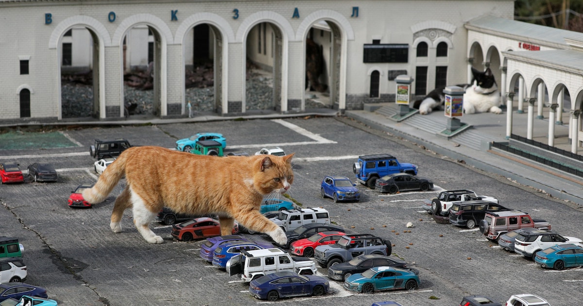 Reuzenkatten op de Krim (of zijn het kleine auto’s?)